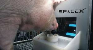 Elon musk envoie des cyber-cochons sur la lune