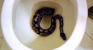 You won‘t believe it! group of snakes found in the sewer system!!!