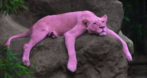 Nació una pantera rosa en el zoo de budapest