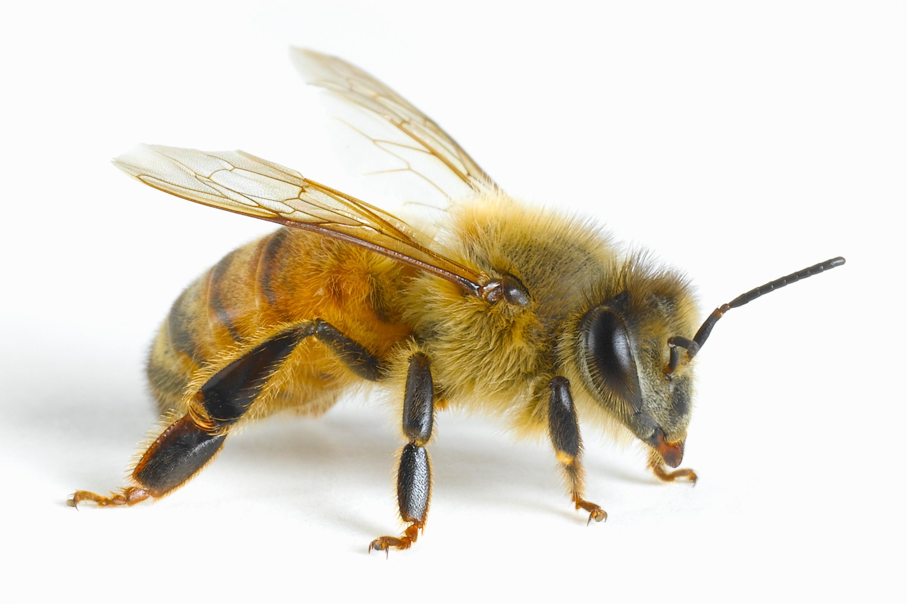 Utrecht University to open multi-disciplinary bee research facility