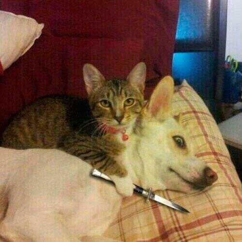 Gato intenta cortarle el cuello a un perro