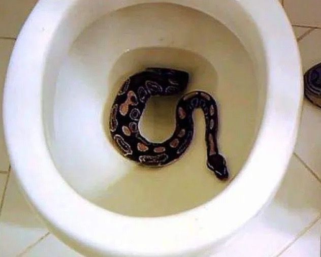 YOU WON‘T BELIEVE IT! Group of SNAKES found in the Sewer System!!!