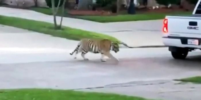 Tiger escapes, Missing in Tarrant County