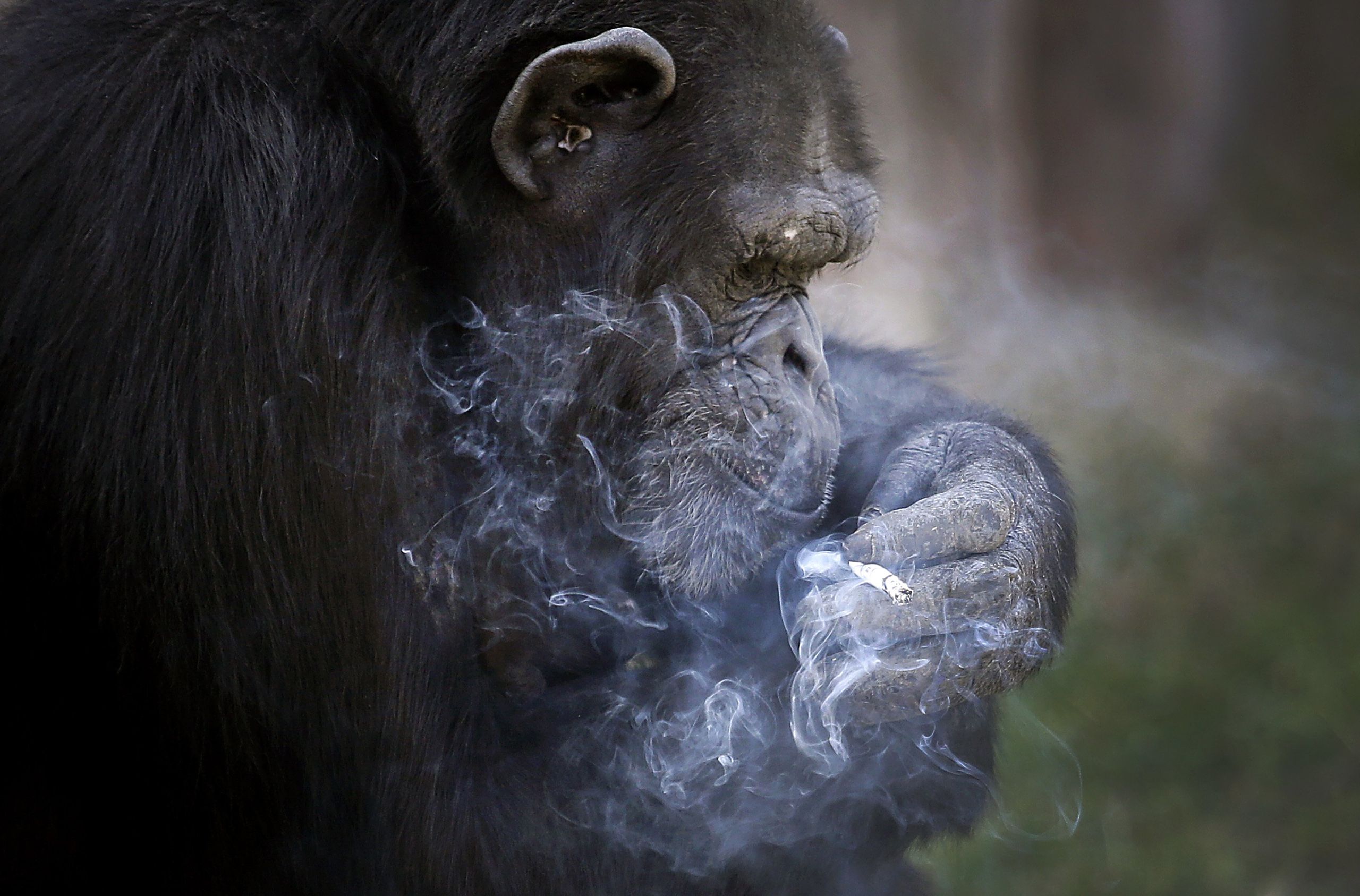 Chimpanzé fumant une cigarette en Corée du Nord?