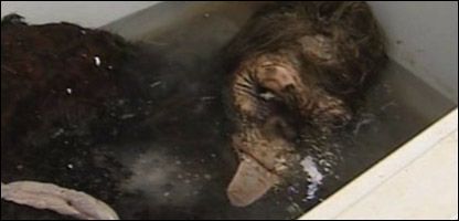 Bigfoot remains found in the Yukon