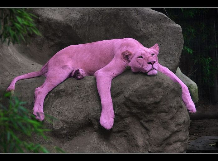Nació una pantera rosa en el Zoo de Budapest