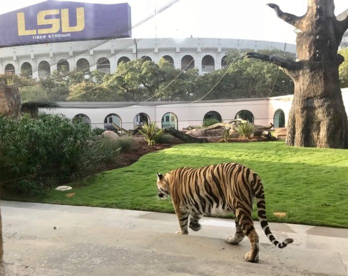 Mike the Tiger retires as LSU's mascot after Kentucky loss