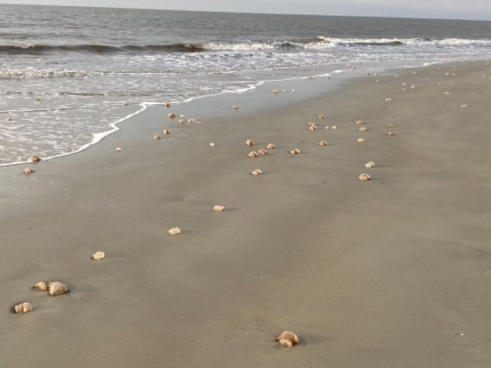 Atlanta visitors kill thousands of jelly balls on St. Simons Island.